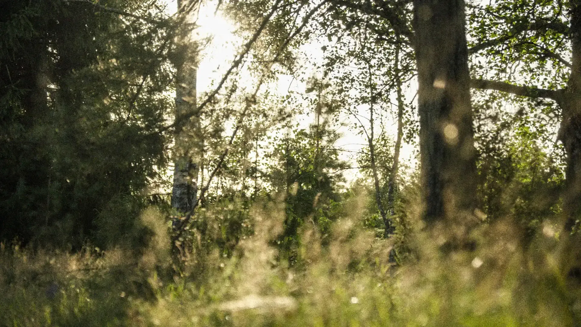 Purgaiļi story background