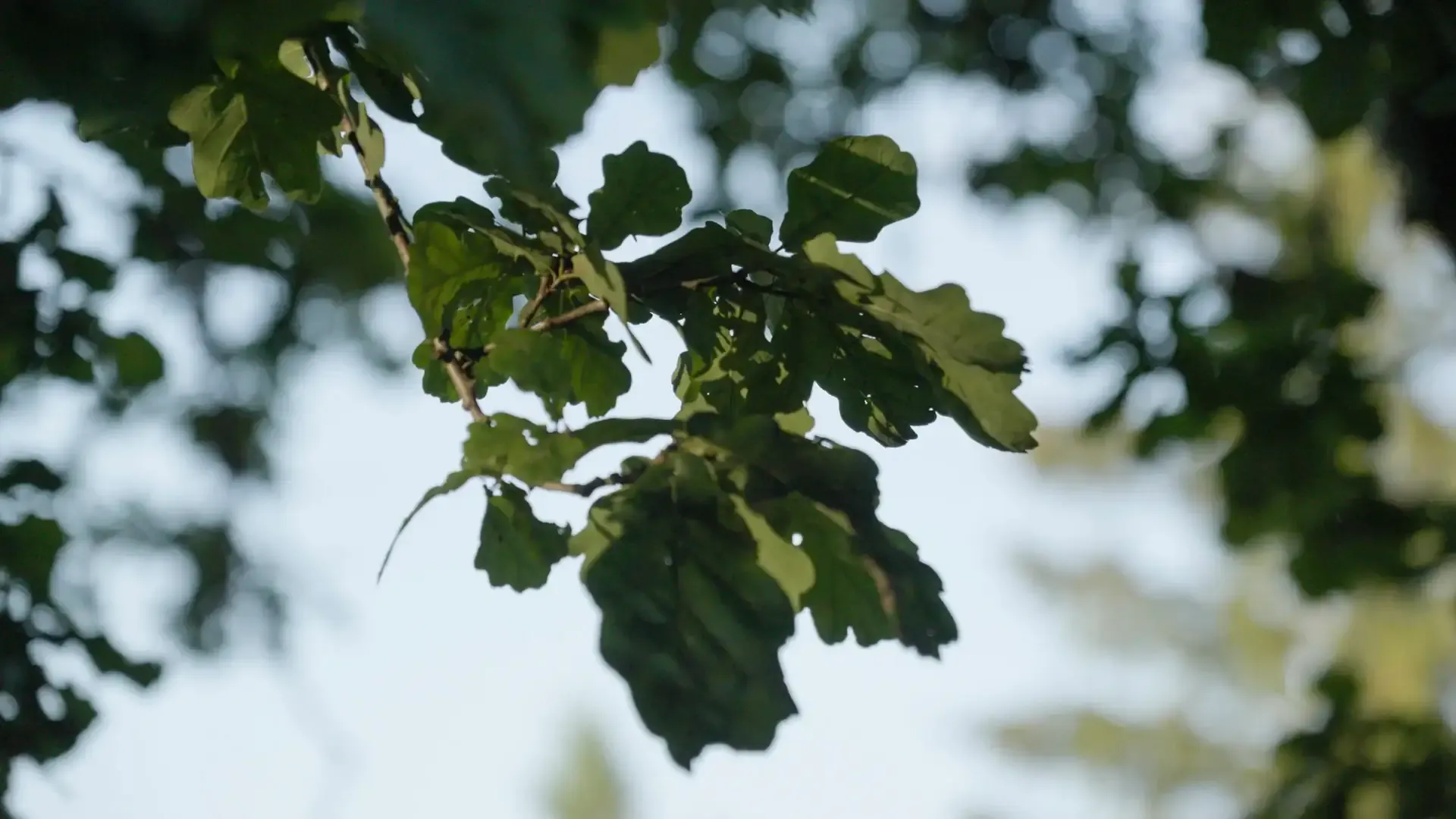 Purgaiļi team background