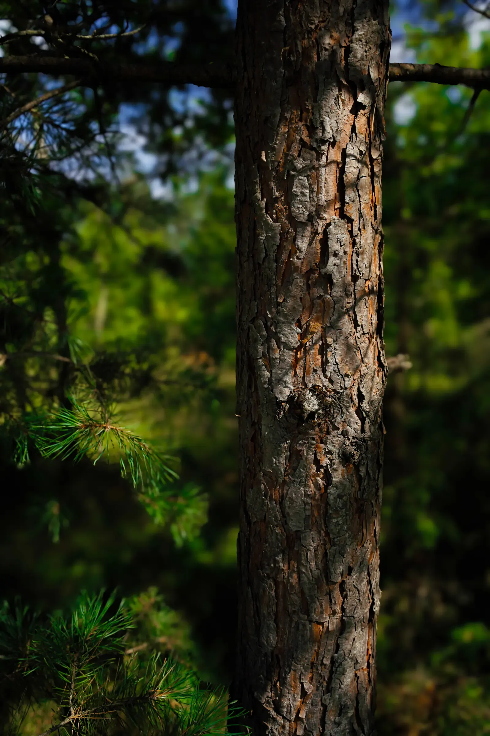 Purgaiļi teritorija